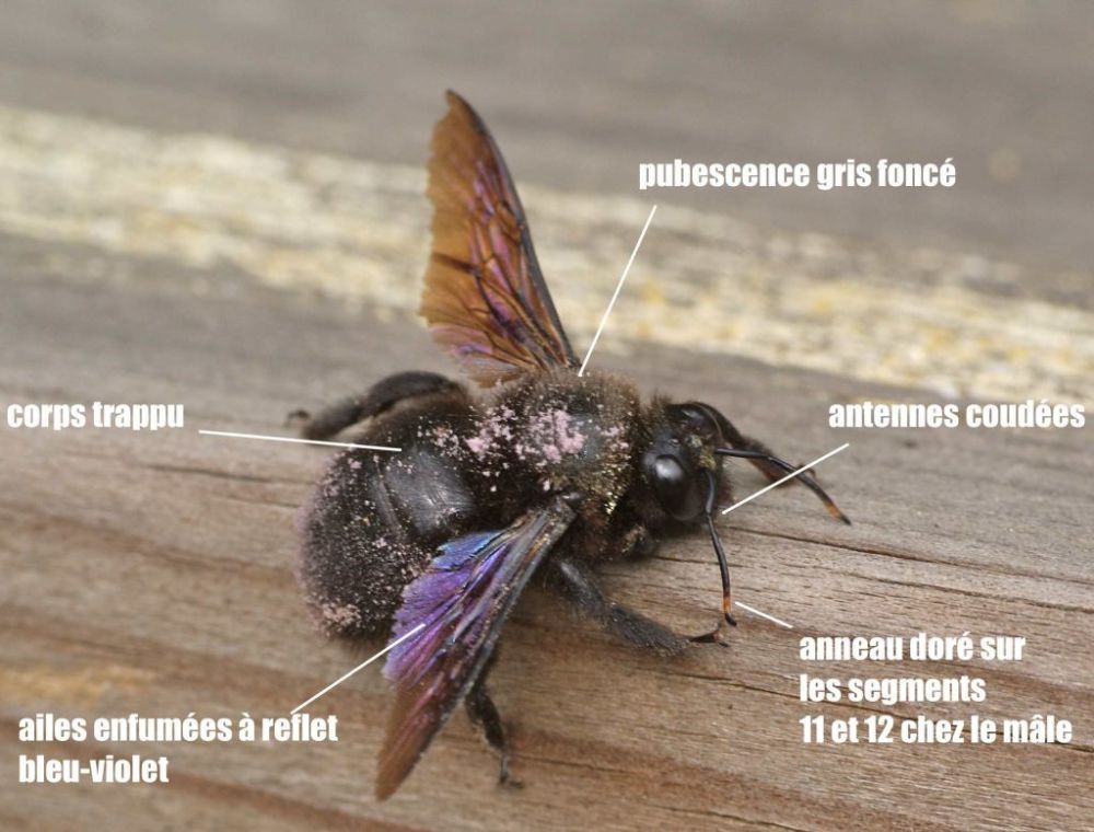 Cycle de vie de l'abeille