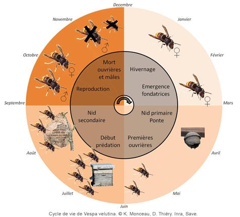 Cycle de vie du frelon