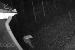 Fouine en extérieur à Haute-Goulaine